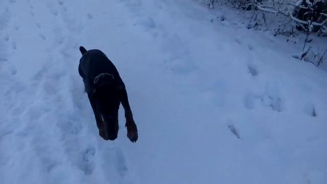Доберман Хан нападает. смотреть онлайн