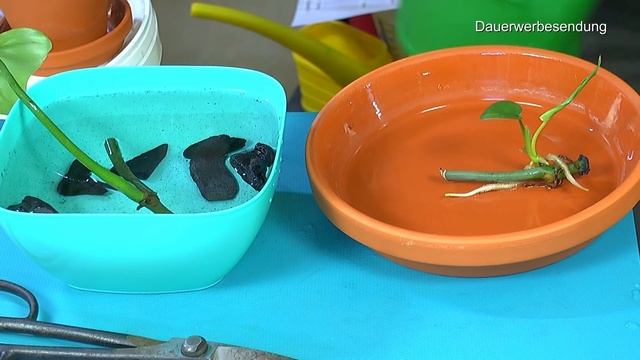 Alocasia Stingray, Red Sicret und Bambino, Monstera Thai und Philodendron in der Anzucht смотреть онлайн