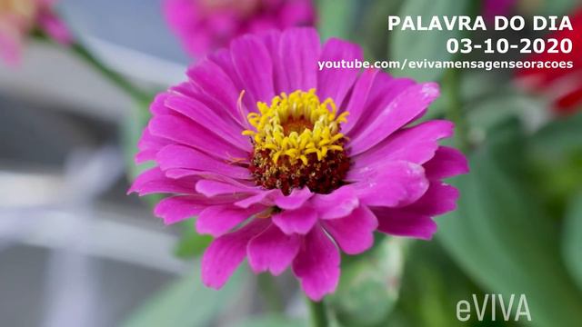 PALAVRA DE HOJE 03 DE OUTUBRO 2020 MENSAGEM DE BOM DIA MOTIVACIONAL ORAÇÃO DA MANHÃ eVIVA SALMO 91 смотреть онлайн