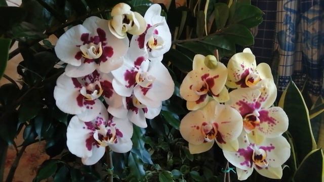 🌻🌺„Все подружки по парам..."🌼🌷 Орхидейные дуэты в моей коллекции🌸🌹(29.08.22) смотреть онлайн
