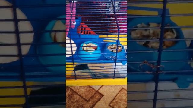 Кого лучше брать девачку или мальчика крыса смотреть онлайн