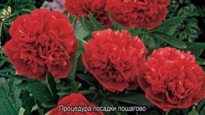 Пион Рубра Плена (Paeonia Rubra Plena) — особенности сорта
