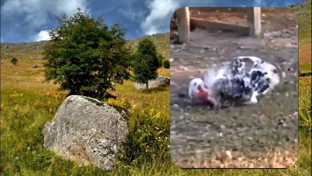 Танцуют все!!!???Музыкальный позитив смотреть онлайн