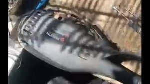 Ремонт электрокоса (плавный пуск)