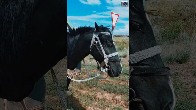 Красивая лошадь 🐎 смотреть онлайн