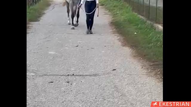 Lot 5 - Broodmare - Comme des Rêves PM Z (by Cornet Obolensky) смотреть онлайн