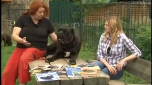 Кане корсо. Содержание и особенности породы