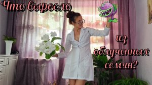 Что стало с семенами облучёнными в подвале медсанчасти 126 города Припять? Селекция растений.
