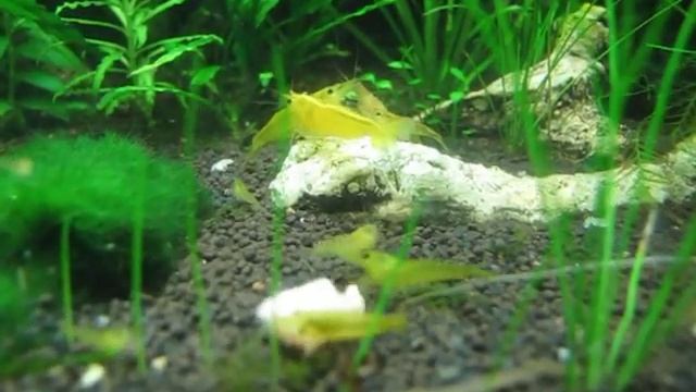 Жёлтые вишни смотреть онлайн