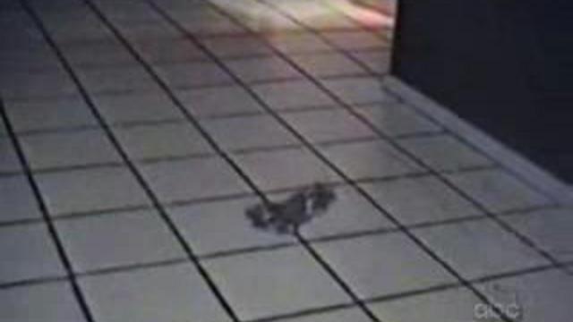 коты смотреть онлайн