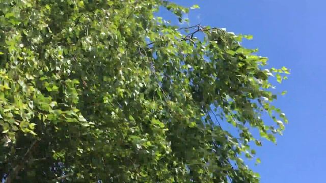 Silver Birch (Betula pendula) - leaves in the wind - June 2018 смотреть онлайн