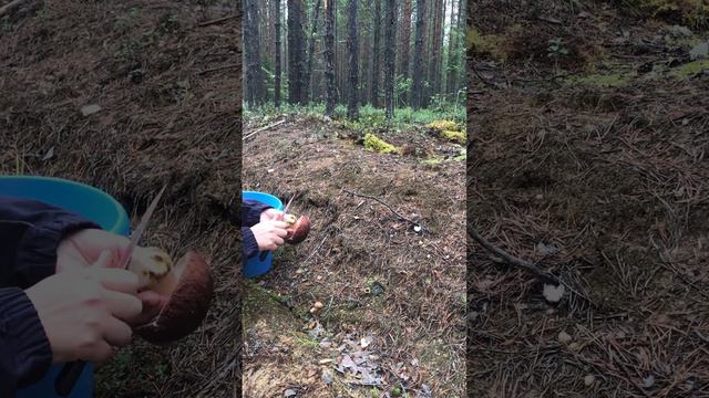 Сбор грибов