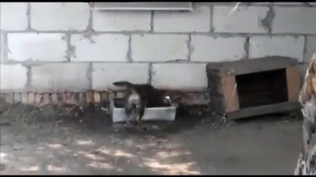 Такая разная щенячья жизнь а радость одна)))) смотреть онлайн