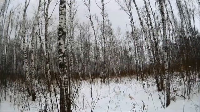 Охота по зайцу беляку 6