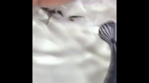 Мальки цихлиды, размножение