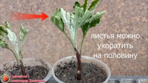 Размножение хризантемы  черенками и делением куста