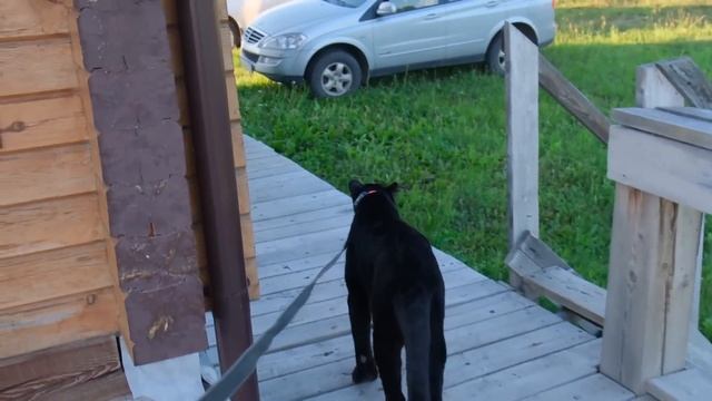 Panther Luna and Venza meet Zheka ? An accident at the construction of an enclosure ???(ENG SUB) смотреть онлайн