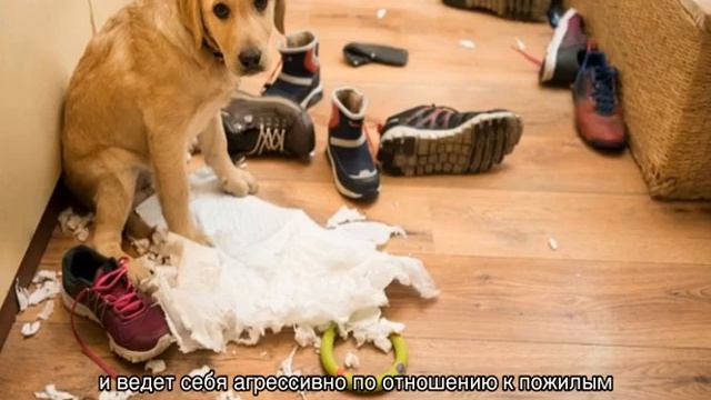 Как наказывать собаку правильно за непослушание смотреть онлайн