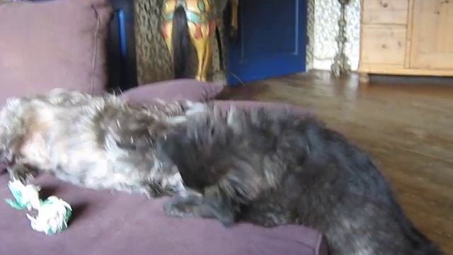 hollandse herder langhaar Gypsy смотреть онлайн