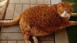 Ты мой миленький хорошенький мой котик