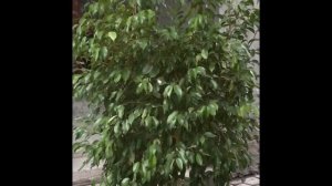 Стрижка Фикуса Бенджамина для формирования кроны.