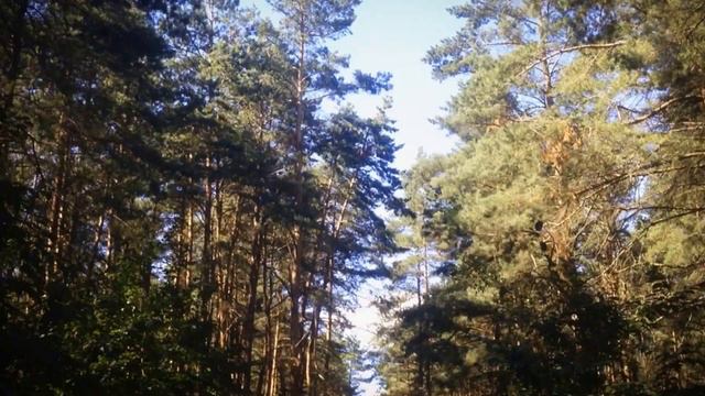 лес.речка смотреть онлайн