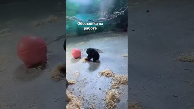 Шок #озвучка #джавид #джавидозвучка #смешныеживотные смотреть онлайн