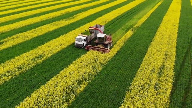 Кулисные поля из озимой ржи и сурепицы в ОАО "Орля" Щучинского района смотреть онлайн