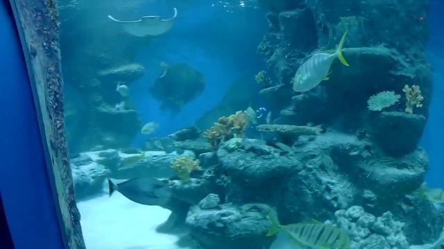 Аквапарк в Новосибирске! Отзывы. Стоимость посещения. Утопила дорогую камеру!!!!!! смотреть онлайн