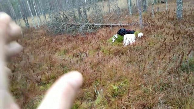 Сбор ягод в Карелии. День 97. Клюква. смотреть онлайн