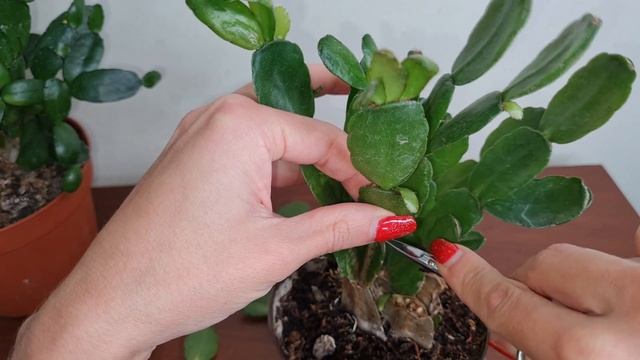 How to Repot and Propagate a Christmas/Easter Cactus Schlumbergera / Rhipsalidopsis смотреть онлайн