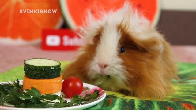 КУЗЯ ПРАЗДНУЕТ ДЕНЬ РОЖДЕНИЯ. МОРСКОЙ СВИНКЕ 1 ГОД / SvinkiShow