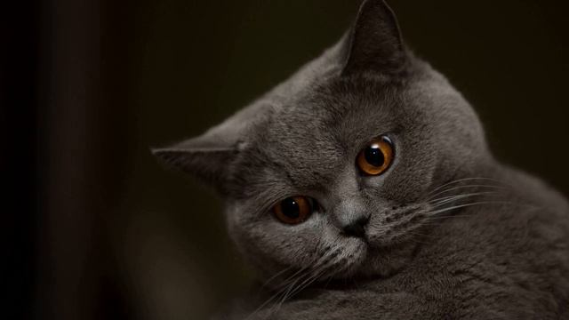 К чему снятся КОШКИ | Для женщин и мужчин | Полное толкование | СОННИК смотреть онлайн