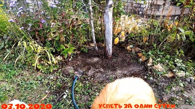 04.10.2020 Влагозарядный полив. Удаляем корневую поросль. Мульчируем прикорневую зону деревьев. смотреть онлайн