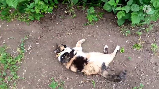 ЦВЕТЫ В МОЁМ САДУ. ПИОНЫ. ИРИСЫ. смотреть онлайн