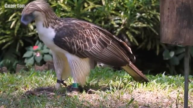 Самые большие ОРЛЫ на планете! смотреть онлайн