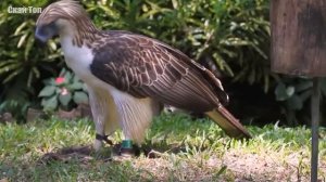 Самые большие ОРЛЫ на планете!