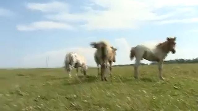 Американские миниатюрные лошади и пони - чудо-малыши! Ферма по разведению Мини Лошадей смотреть онлайн