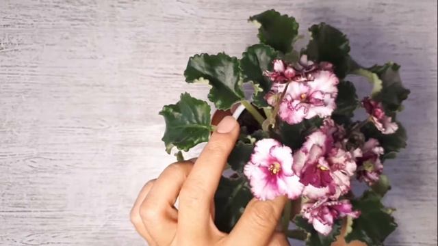 Фиалка АВ Тонкая Работа смотреть онлайн