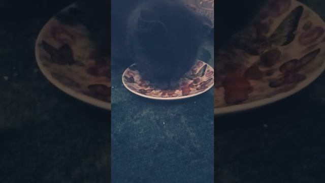Шотландский кот кушает корм смотреть онлайн