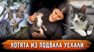 Котята с поражёнными глазами из подвала, спустя полтора года обрели прекрасную семью в Москве.
