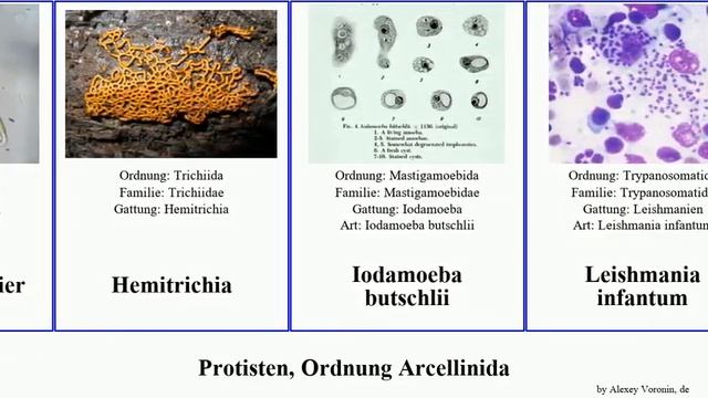 Protisten, Ordnung Arcellinida discoideum infantum cinereum Diderma Dan Stäublings-Schleimpilz смотреть онлайн