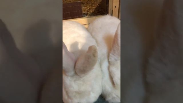 Zotdor Quyonlar Haqida Ma’lumot. NZB Quyoni Haqida Ma’lumot