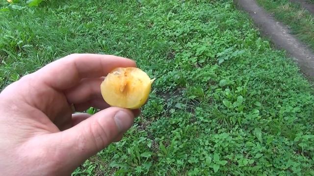 Плуот Флейвор Квін смотреть онлайн