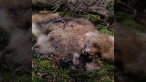 Разложение трупа лисы