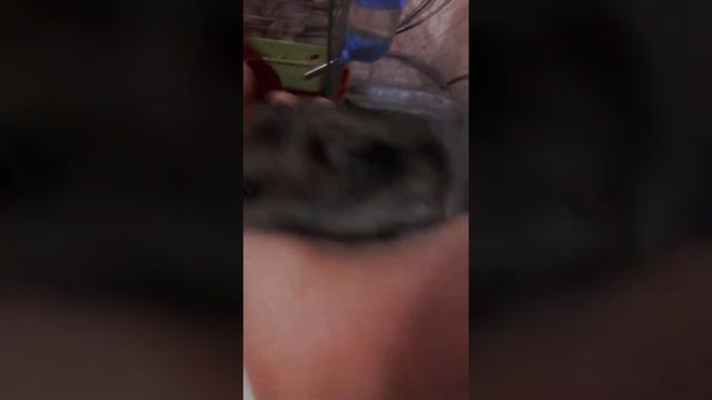 Мой хомяк Саша смотреть онлайн