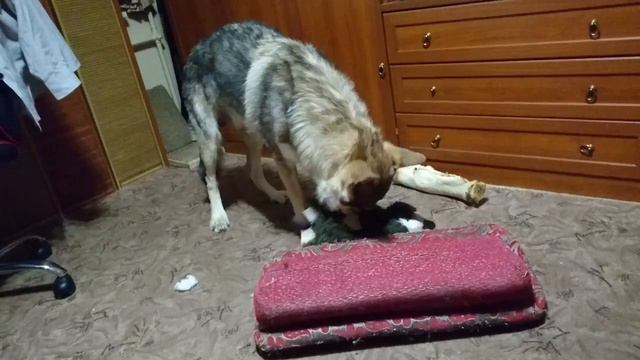 Канис и игрушечный баран 2 смотреть онлайн