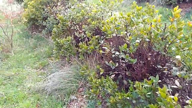 Так растёт лавровый лист смотреть онлайн