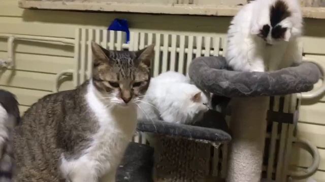 Приют для кошек "Хочу Домой" смотреть онлайн