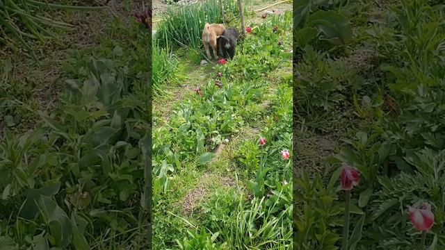- Что?! Забор делать? Не пойду!!! ( Бездомная собака и щенки ищут дом) смотреть онлайн